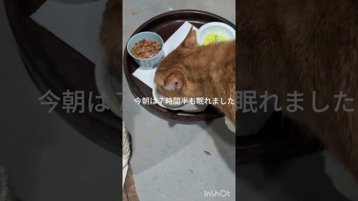 今朝は７時間半も眠れました #元野良猫 #糖尿病網膜症 #猫のいる暮らし