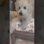 糖尿病おじいちゃん🐶パオ
