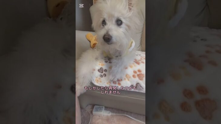 糖尿病おじいちゃん🐶パオ