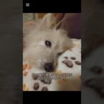糖尿病おじいちゃん🐶パオ