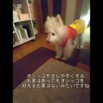 糖尿病おじいちゃん🐶パオ