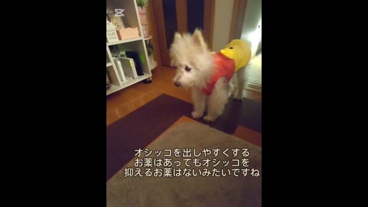 糖尿病おじいちゃん🐶パオ