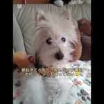 糖尿病おじいちゃん🐶パオ