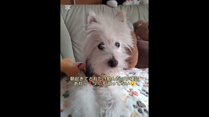 糖尿病おじいちゃん🐶パオ