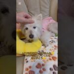 糖尿病おじいちゃん🐶パオ