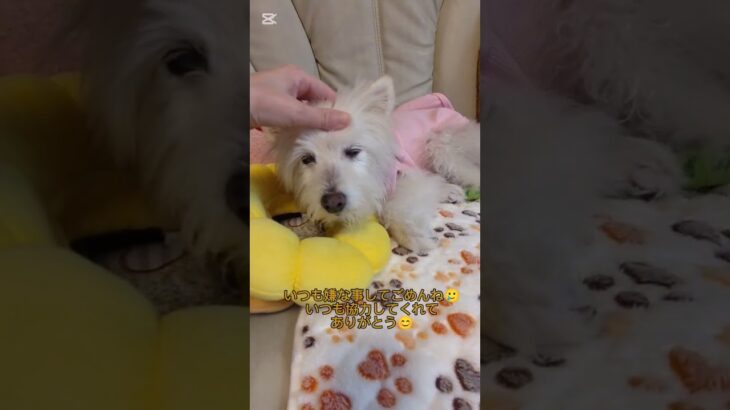 糖尿病おじいちゃん🐶パオ
