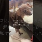 糖尿病12歳保護犬のvlog 少しでも幸せな時間が長く続きますように。#保護犬ルビー #保護犬 #保護犬を家族に #トイプードル #癒し