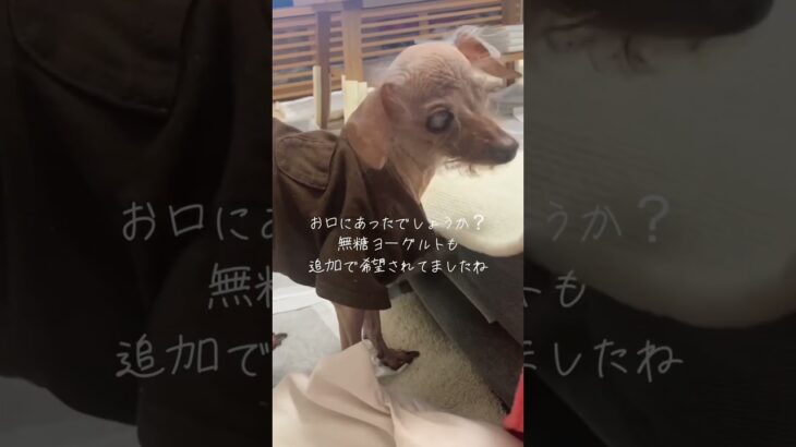 糖尿病12歳保護犬のvlog 少しでも幸せな時間が長く続きますように。#保護犬ルビー #保護犬 #保護犬を家族に #トイプードル #癒し