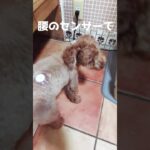 #宝塚 #みなみぐち動物病院 #血糖値 #リブレ2 #FreeStyleLibre2 #糖尿病　2025年10月19日