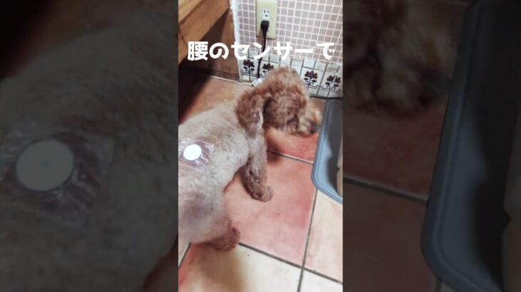 #宝塚 #みなみぐち動物病院 #血糖値 #リブレ2 #FreeStyleLibre2 #糖尿病　2025年10月19日