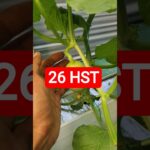 26 HST MELON INTHANON HIDROPONIK TALANG KOTAK SISTEM NFT #melonhidroponik  #melon #melongreenhouse