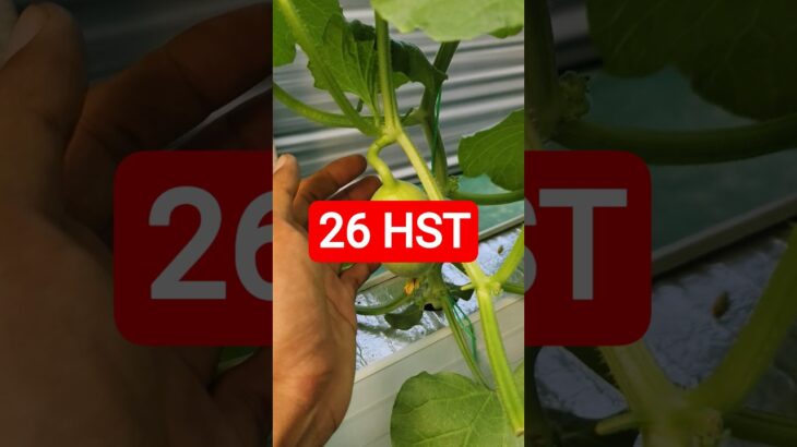 26 HST MELON INTHANON HIDROPONIK TALANG KOTAK SISTEM NFT #melonhidroponik  #melon #melongreenhouse