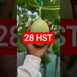 28 HST MELON INTHANON HIDROPONIK TALANG KOTAK SISTEM NFT #melonhidroponik  #melon #melongreenhouse