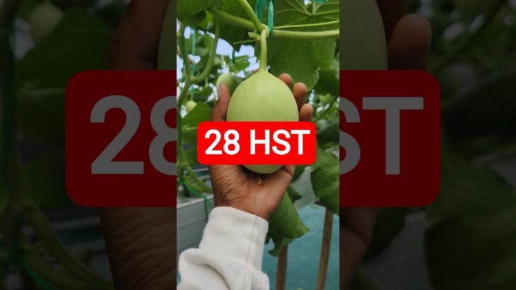 28 HST MELON INTHANON HIDROPONIK TALANG KOTAK SISTEM NFT #melonhidroponik  #melon #melongreenhouse