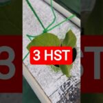 3 HST MELON INTHANON HIDROPONIK TALANG KOTAK SISTEM NFT