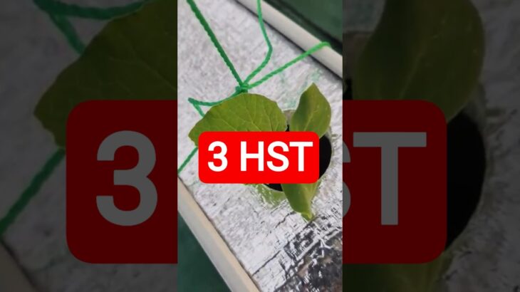 3 HST MELON INTHANON HIDROPONIK TALANG KOTAK SISTEM NFT