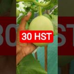 30 HST MELON INTHANON HIDROPONIK TALANG KOTAK SISTEM NFT #melonhidroponik  #melon #melongreenhouse