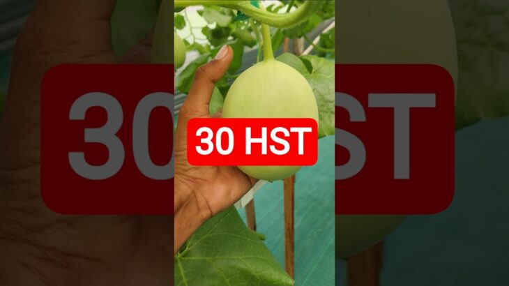 30 HST MELON INTHANON HIDROPONIK TALANG KOTAK SISTEM NFT #melonhidroponik  #melon #melongreenhouse