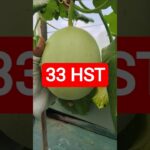 33 HST MELON INTHANON HIDROPONIK TALANG KOTAK SISTEM NFT #melonhidroponik  #melon #melongreenhouse