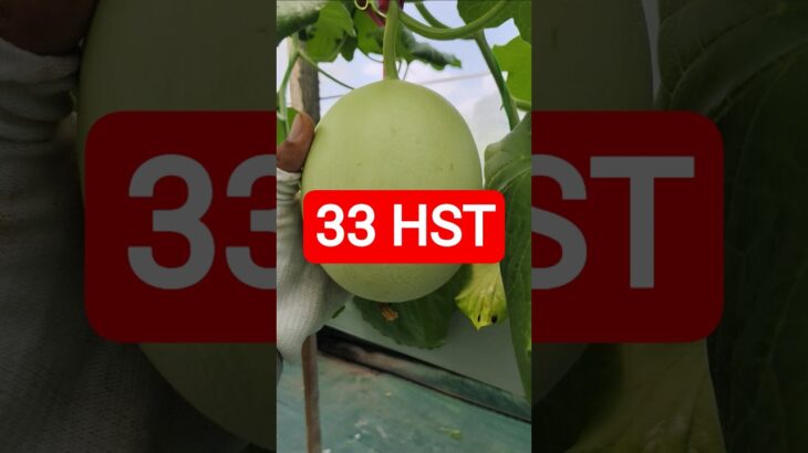 33 HST MELON INTHANON HIDROPONIK TALANG KOTAK SISTEM NFT #melonhidroponik  #melon #melongreenhouse