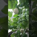 45 HST Melon inthanon & fujisawa NFT hidroponik