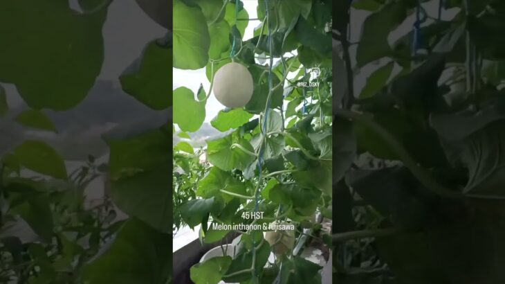 45 HST Melon inthanon & fujisawa NFT hidroponik