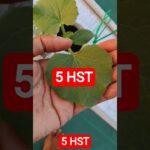 5 HST MELON INTHANON HIDROPONIK TALANG KOTAK SISTEM NFT