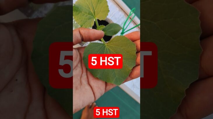 5 HST MELON INTHANON HIDROPONIK TALANG KOTAK SISTEM NFT