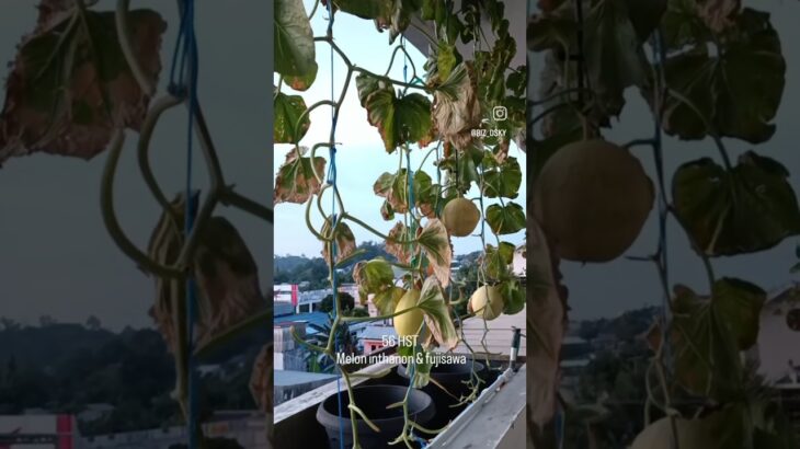 56 HST Melon inthanon & fujisawa NFT hidroponik