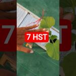 7 HST MELON INTHANON HIDROPONIK TALANG KOTAK SISTEM NFT