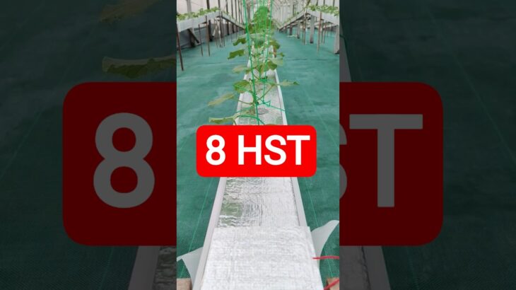 8 HST MELON INTHANON HIDROPONIK TALANG KOTAK SISTEM NFT