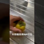 青い柿食べた 糖尿病全食事記録969日目