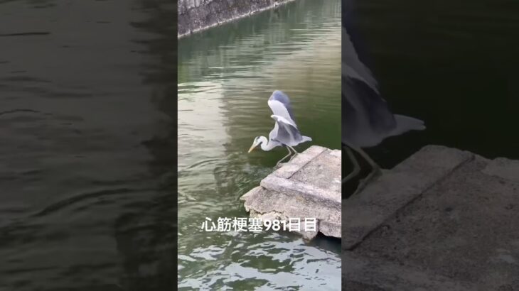 弘法市行った 糖尿病全食事記録981日目