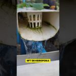 “El sistema NFT crea un flujo constante de nutrientes,#hidroponia #nutrientes #cultivo #huerto