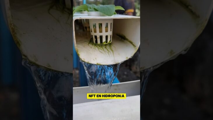“El sistema NFT crea un flujo constante de nutrientes,#hidroponia #nutrientes #cultivo #huerto