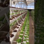 Hydroponics NFT system vertical farming lettuce cultivation 😍 🥬