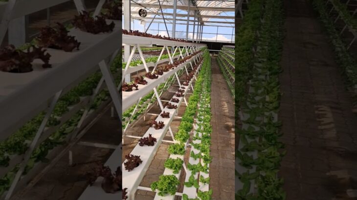 Hydroponics NFT system vertical farming lettuce cultivation 😍 🥬