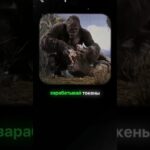 Как NFT-игры воруют ваши деньги? #криптовалюта #биткоин #голодныйбык