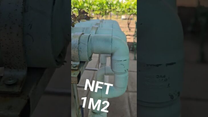 NFT 1 M2