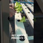 NFT ABIERTO
