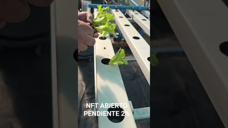 NFT ABIERTO