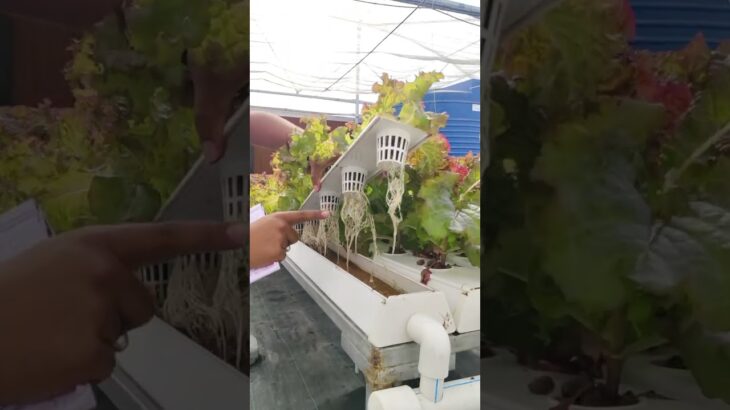NFT Hydroponic System | बिना मिट्टी की खेती की नई तकनीक 🌿|NUTRIENT FILM TECHNIQUE|