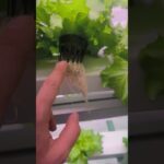 PVC vS NFT 8. gün KÖK YAPISI KARŞILAŞTIRIYORUZ. #greenhouse #hidroponic #hydroponics #topraksiztarim