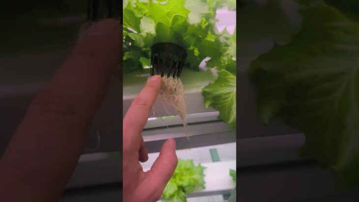 PVC vS NFT 8. gün KÖK YAPISI KARŞILAŞTIRIYORUZ. #greenhouse #hidroponic #hydroponics #topraksiztarim