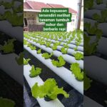 Pakcoy dan selada hidroponik distwm NFT #hidroponik #berkebun #gardening