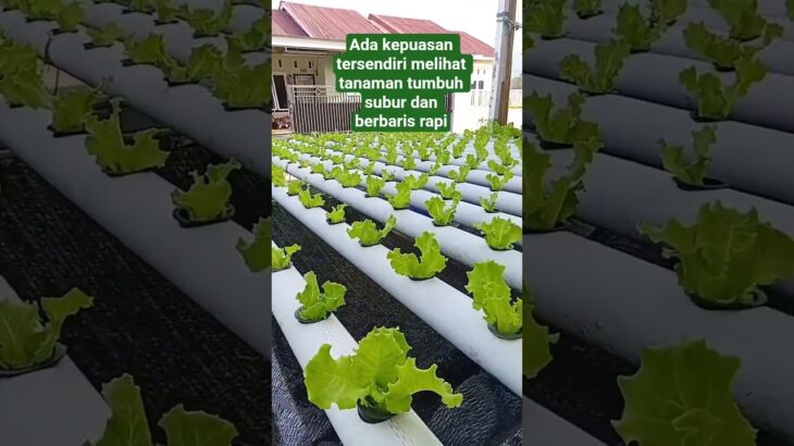 Pakcoy dan selada hidroponik distwm NFT #hidroponik #berkebun #gardening
