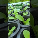 Pakcoy hidroponik umur 12 hari setelah semai di instalasi peremajaan sistem NFT terbuka.