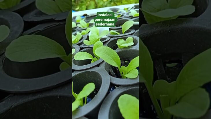 Pakcoy hidroponik umur 12 hari setelah semai di instalasi peremajaan sistem NFT terbuka.