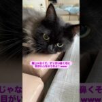 はちの鼻クソ　#猫, #cat ,#変形関節症 ,#猫糖尿病 ,#FIP ,#保護猫 ,#地域猫,#ペットロス ,#猫との絆,#ハチワレ,#スコティッシュフォールド,