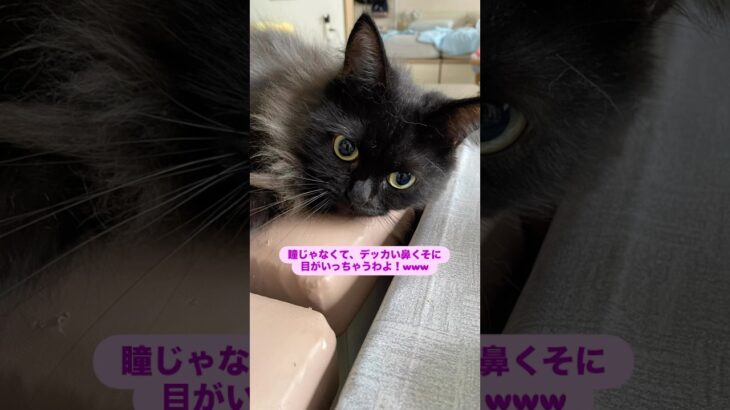 はちの鼻クソ　#猫, #cat ,#変形関節症 ,#猫糖尿病 ,#FIP ,#保護猫 ,#地域猫,#ペットロス ,#猫との絆,#ハチワレ,#スコティッシュフォールド,